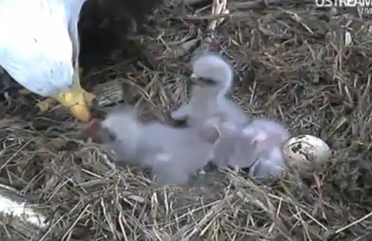 ScreenHunter_08 Mar. 31 11.24.jpg